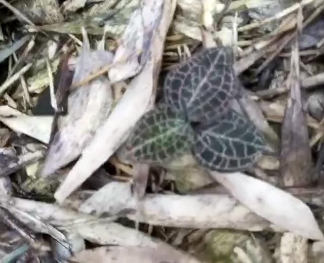 农民山上挖金钱草,学名金线莲!晒干一斤高达