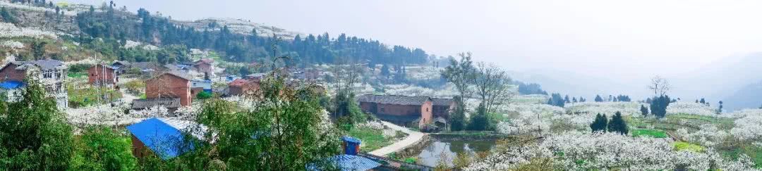 千亩李花竞相怒放，美得不像话！