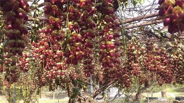 周六免费!广州附近这片禾雀花海没爆了,千万别错过了...