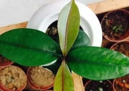 山竹盆栽种植方法