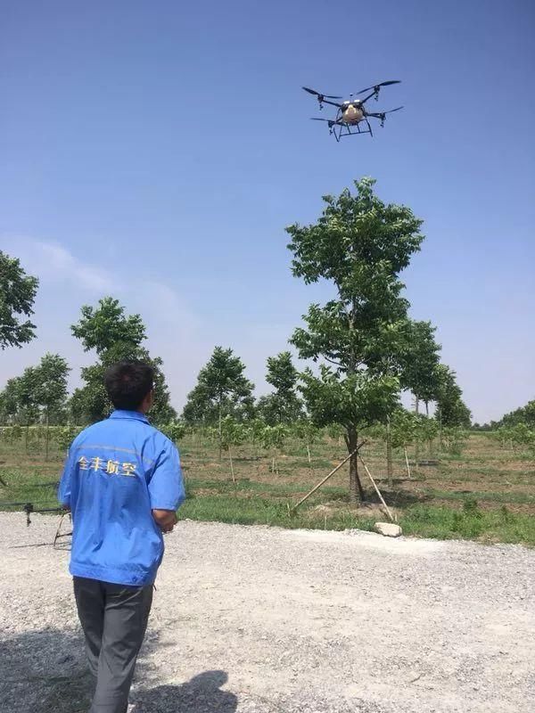 核桃树用了植保无人机省时高效!
