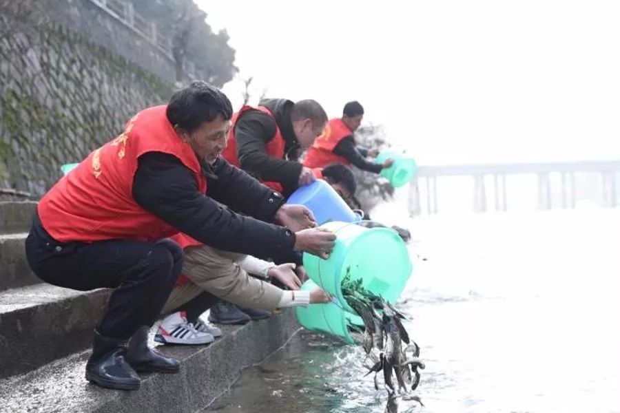 钱塘江里，新来了一大群“小使者”