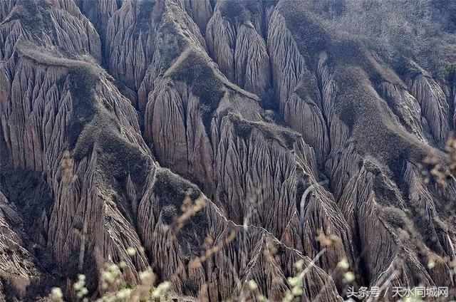 天水有一个地方，山清水秀、满山杏花，却很少有人知道