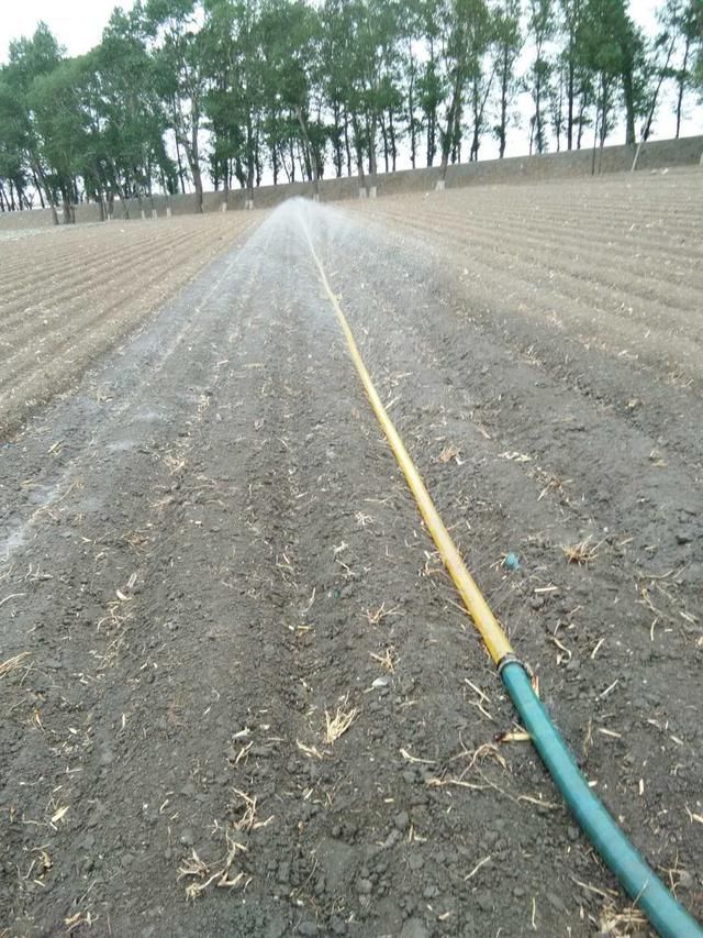 连夜整理：东北不下雨玉米不出苗 老农民掀起抗旱保苗热潮