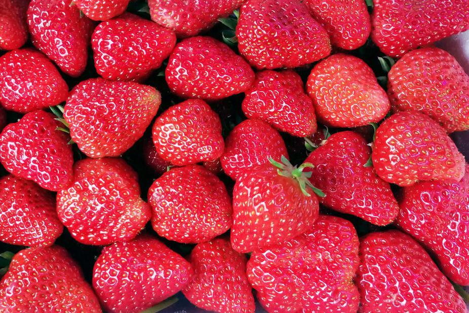 草莓价格每天波动 种植基地现摘17元一斤 水果