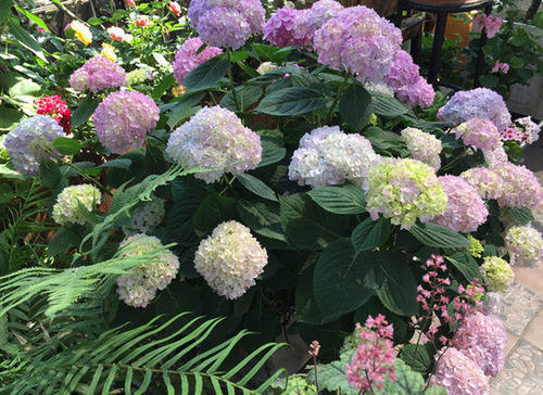 夏天的绣球花,原来都是这么养,一个个花球长满