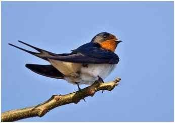 中国吃货即便吃遍了全世界，也不敢吃这种动物!不要告诉我你吃过