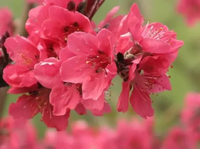 河南这5个地方的野生杜鹃山都染红了天！趁着假期赶紧看花去