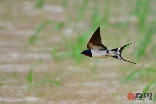 家里有燕子窝说要发财
