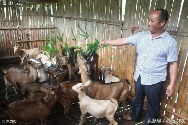 山羊夏季养殖管理八要点，精心养殖安全度夏