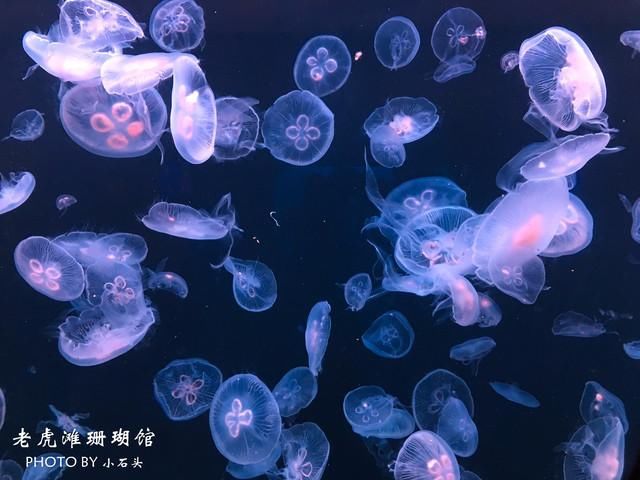 轻妆出行 浪漫大连，畅游不一样的东北