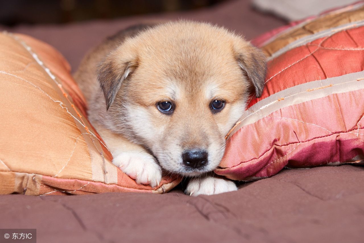 忠诚的秋田犬,八公犬的故事