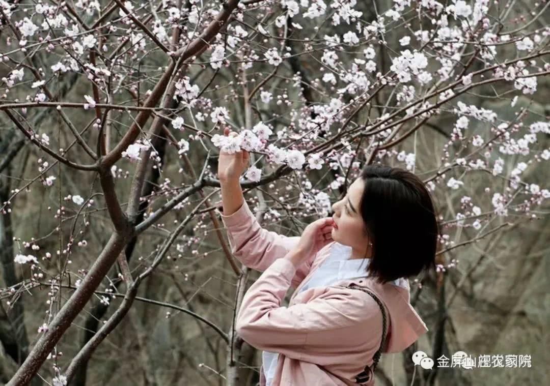 清明时节，桃杏争艳，金屏山庄，出行之选！