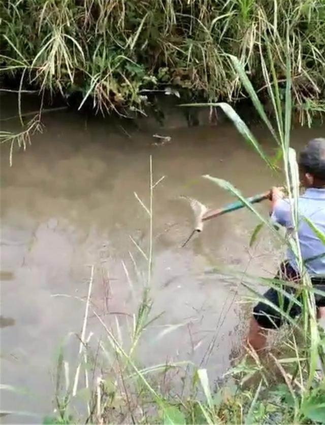 老大爷野外发现泥水池塘,渔网水底一捞惊起一