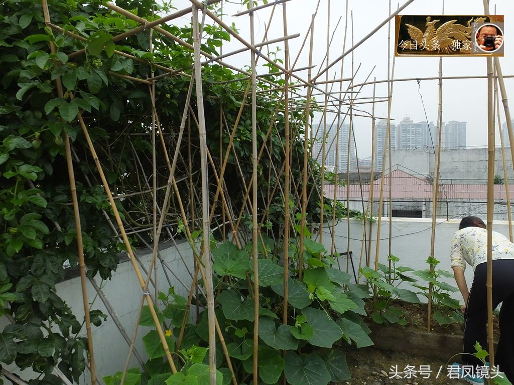 广东清远:居民楼顶种菜，南瓜绿油油!