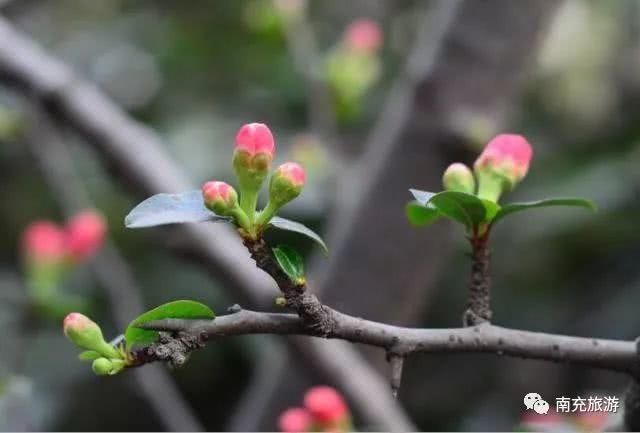 美过三生三世！春来海棠开，南充最佳观赏地都在这！