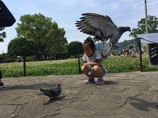 坐着游轮去日本诺维真喜悦号初体验