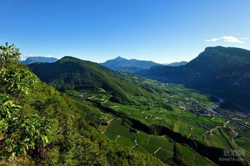 站在阿尔卑斯山巅的意大利高山葡萄酒翘楚--柯威