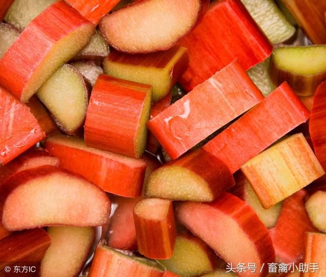 这几种中药和食物,夏天养鸡效果不容小觑