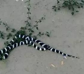 吓人!1.5米长的黑白王蛇在一建筑工地出现