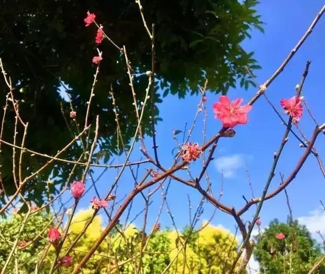 又是一年桃花开！去深圳莲花山公园转转“桃花运”！