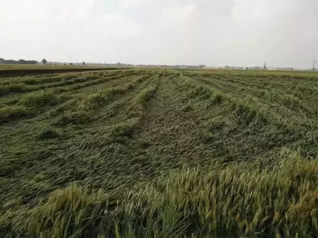 河南多地遭遇暴雨，小麦都倒伏了，咋急救?只需做一件事，超灵!