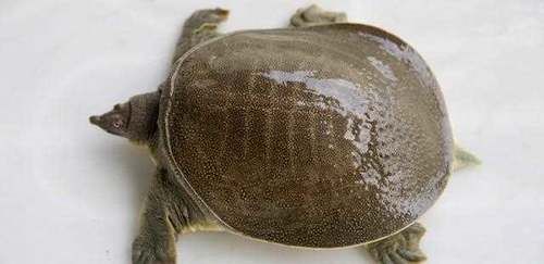 孕妇感冒不适合吃的几样东西,吃了会感觉不适