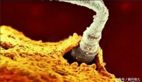 在备孕期间,早孕试纸最早在什么时间测出怀孕