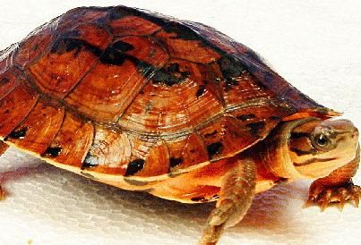 金钱龟养殖加盟