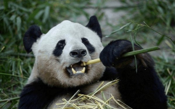 中国科学家首次发现大熊猫牙齿自修复:为仿生