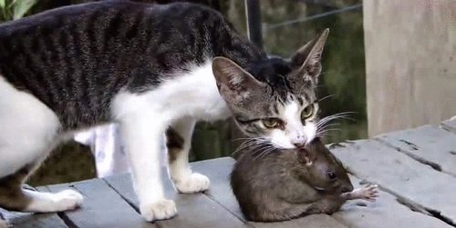 猫和老鼠老鼠一家