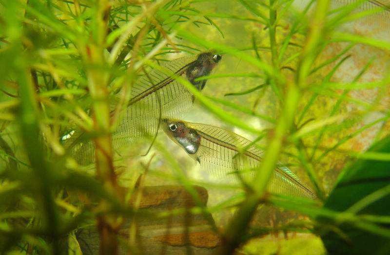 带你了解最奇特的鱼-玻璃猫,这猫不是猫,是全