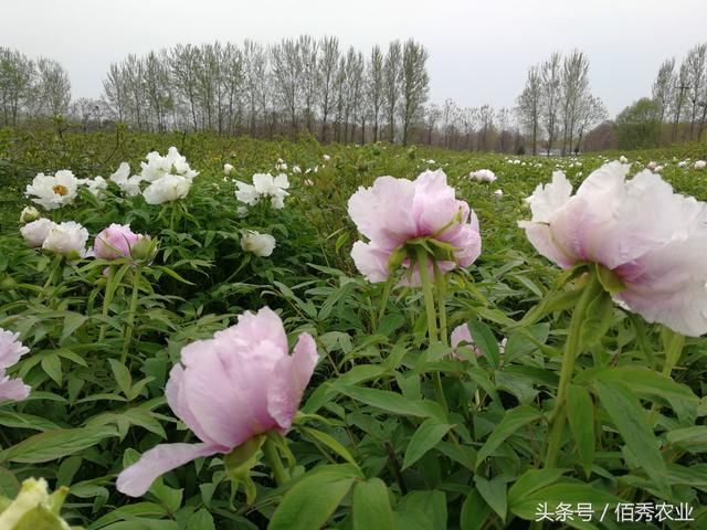 这里的农村人很聪明，吸引城里人上门花钱，年赚10元很轻松！