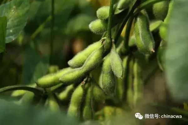 美大豆如被加税会怎样? 对中国影响有限