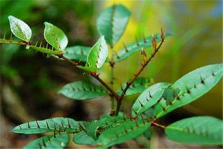 两面针的功效与作用