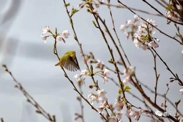 番禺樱花节|三人行一人免单