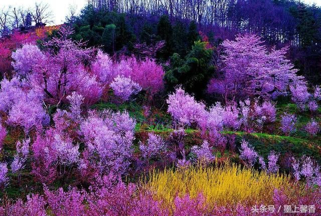 绝美花海为你，许下美丽的心愿