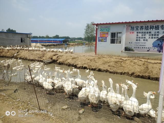 河南淮滨：鹅鹅鹅，奏响养殖致富歌