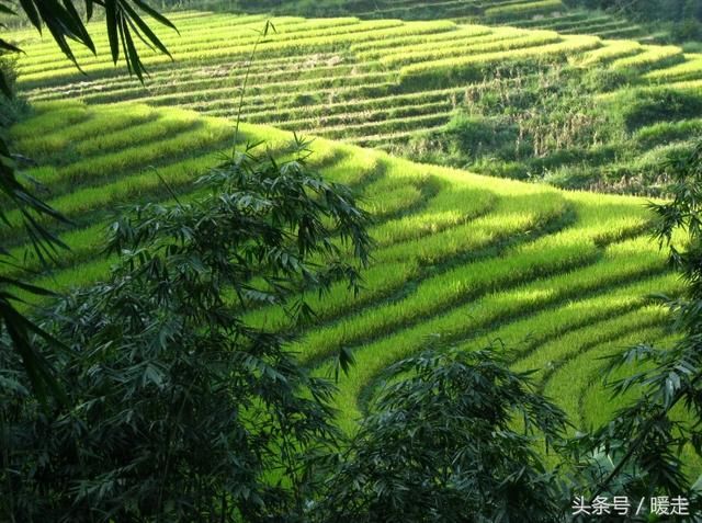 除了一亩三分地的补贴，农民还有更大的补贴！你的农业补贴领了吗