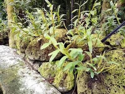 海口市有一个神奇的村庄，火山石上面长满了“宝贝”，非常值钱!