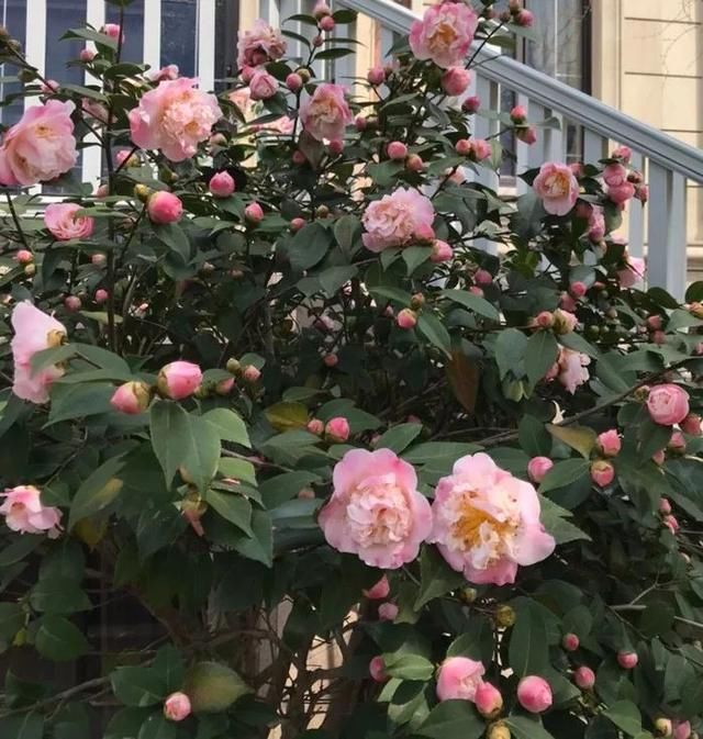 有钱任性！土豪们最爱选的庭院树，你选对了吗？