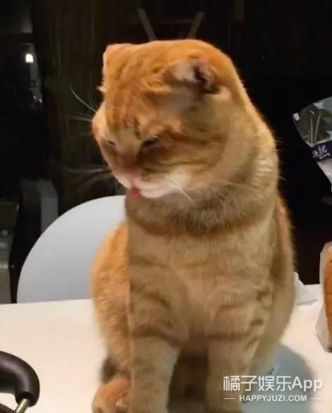 橘猫看见主人吃啥都想来点,被火鸡面辣到怀疑