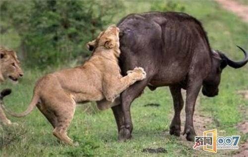 狮子咬住牛屁股以为能吃大餐,结局却不按套路