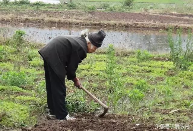 犁田耙地,担牛栏粪下田,戽水撒石灰,这些重体力劳动,从来就是青壮年人