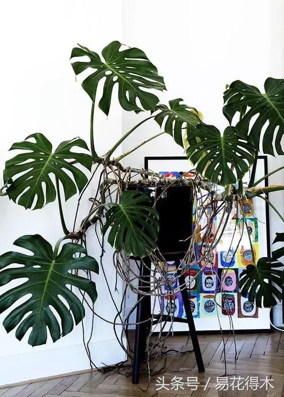 龟背竹怎么水培养护 t01602be858cf9bf5cc.jpg