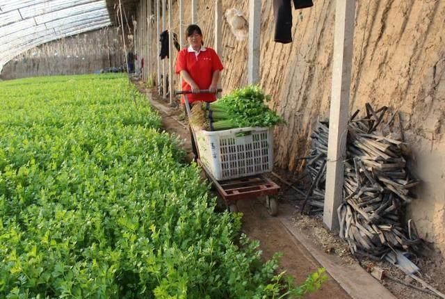 农村男子在家种植有机蔬菜,起早贪黑的工作却