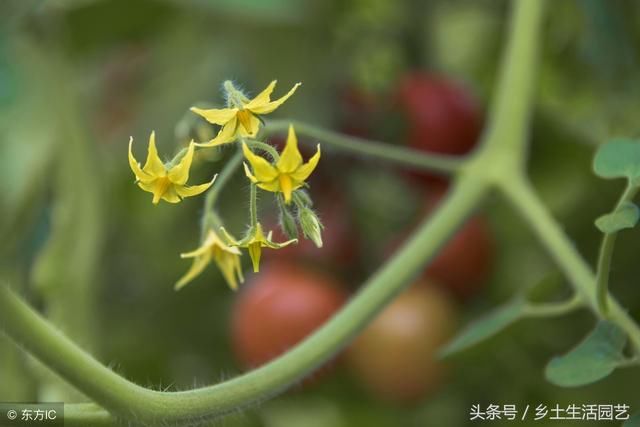 西红柿落花落果，每年都会发生，我们要做好这些防范措施