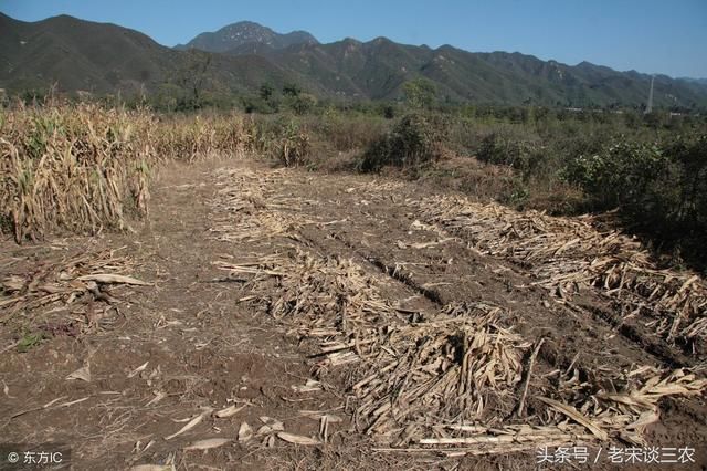 农民注意：2018年粮食补贴最新调整，这4类人或领取不了粮食补贴