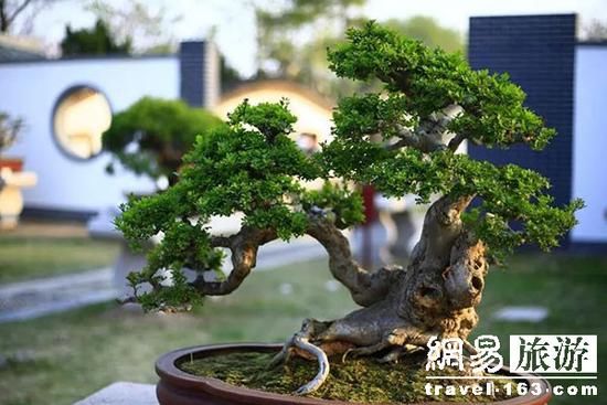 2018中国开封铁塔杯盆景邀请展盛大开幕