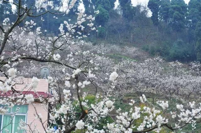 郑州樱花开啦，浪漫梦幻美炸天！想看樱花雨不用飞日本和武大！